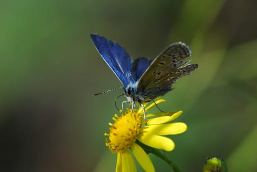 blue on yellow