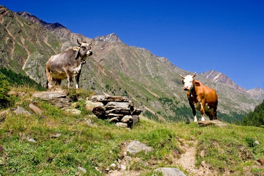 Cows