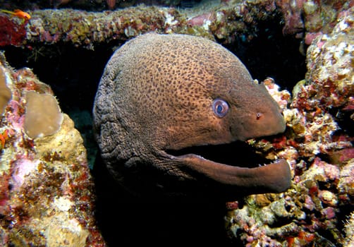 Moray eel at home