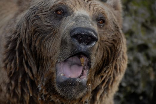To clear up any misunderstandings,this - as an Alaska and Northern Canada experienced adventurer,I absolutely do not see the bear as depicted in this picture. If you treat the brown or black bears with respect,these animals are rather shy and