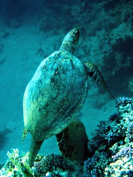 Hawksbill turtle