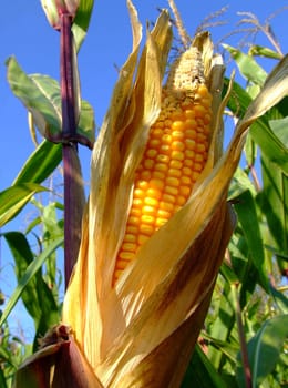In the cornfield