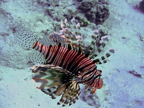 Lionfish