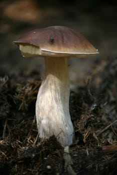 Boletus edulis