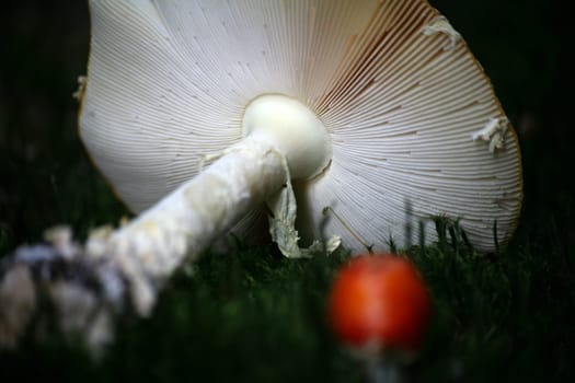 Amanita muscaria