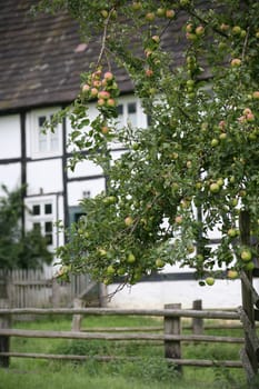 Orchard meadow