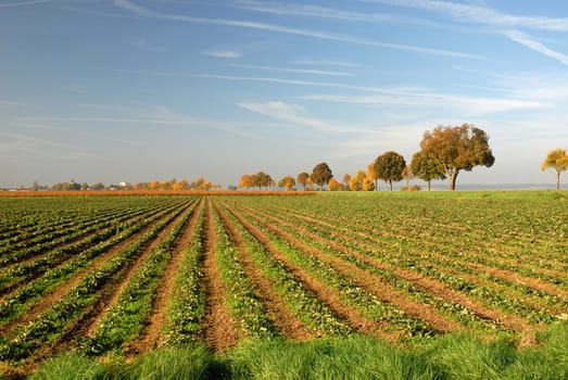 Field in autumn