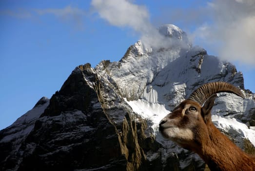 The ibex is one of the most impressive animals in our Alps. If Capricorn seems to be a natural part of the image of the Alps today,this was not always the case. The horns of the males,up to 1 m long,which can weigh more than 10 kg