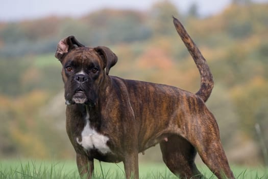 Purebred boxer stands in front of autumn forest
