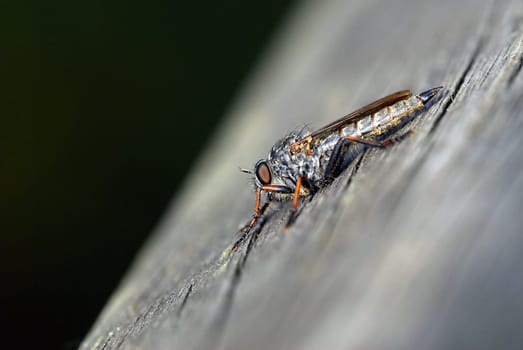 Predator Fly 2