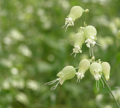Silene vulgaris (pigeon goiter,inflated glueweed)