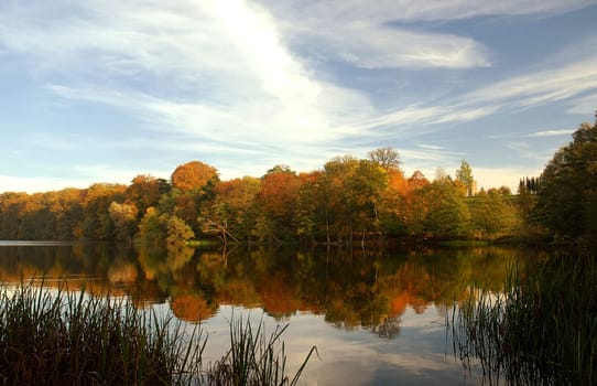 Autumn forest