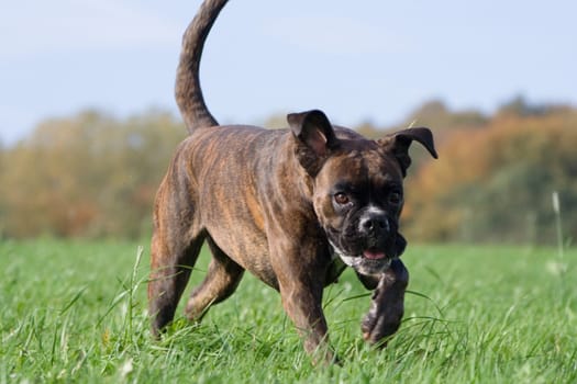 Boxers on the move