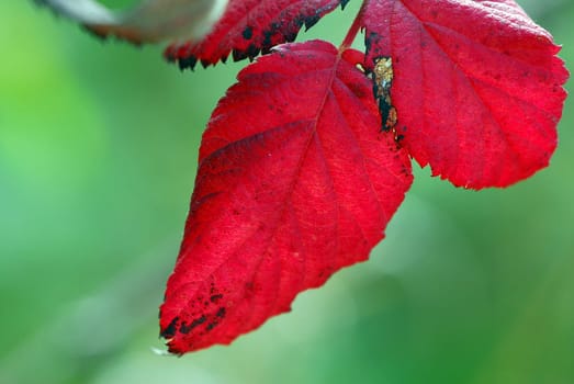 Autumn strot