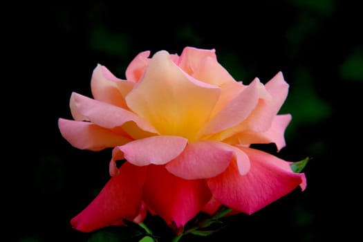 rose without hip without rosehip