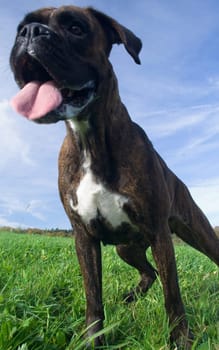 Boxer from a frog's eye view II