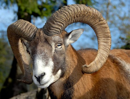 The mouflon is the smallest of the wild sheep,and is so closely related to our domestic sheep that they could easily be mated with each other. Like domestic sheep,mouflons are very sociable and diurnal. They live in large,mixed males