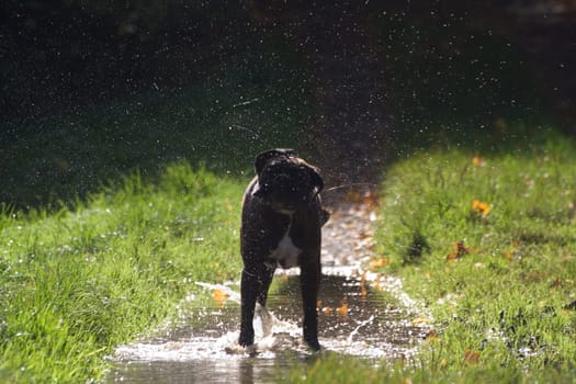 Boxer in the backlight shakes off water