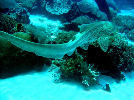 Leopard shark on the run
