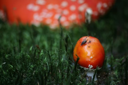 Amanita muscaria