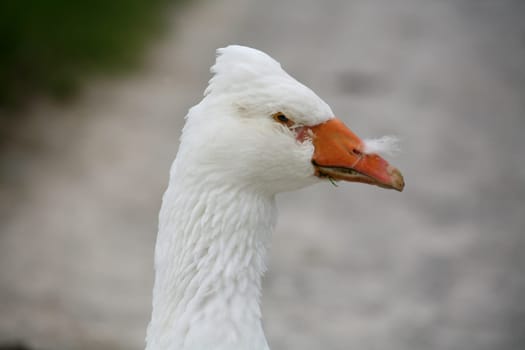 Ganter with feather on its beak