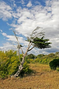 Larmor-Plage,landscape with tree