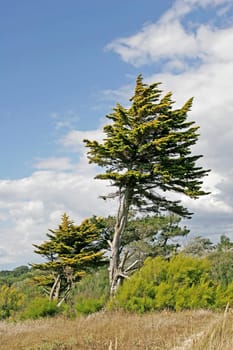 Larmor-Plage,Coniferous,Brittany