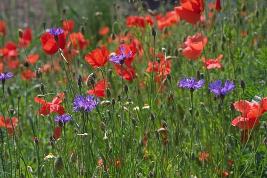 Field edge strips with poppy blossoms