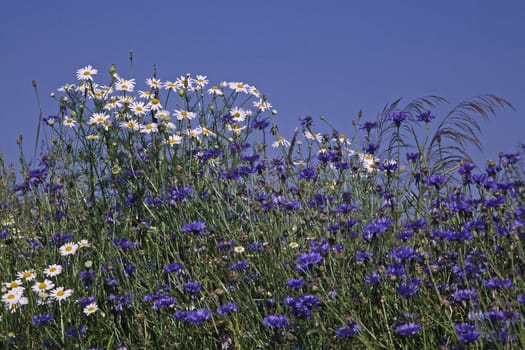 Centaurea cyanus,cornflowers at the edge of the field