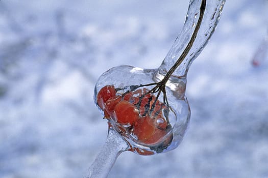 Berries in the ice,freezing rain