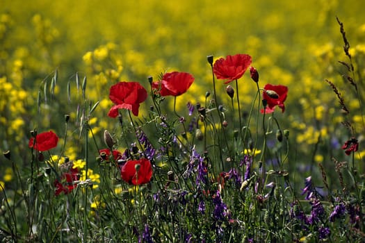 Wildflower meadow in Provence