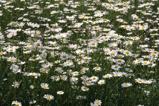 Leucanthemum vulgare,meadow daisies