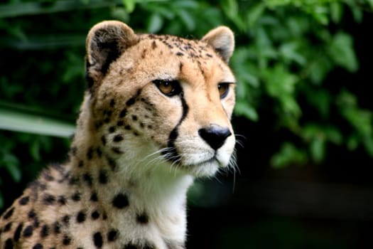 Cheetah