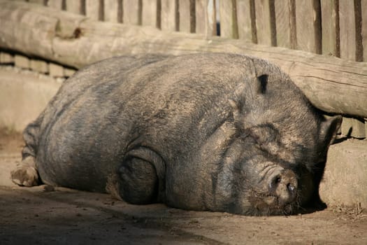 Thick,lazy pot-bellied pig