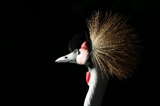 Proud,beautiful bird