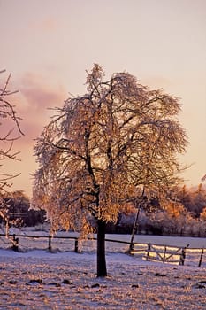 Apple tree after freezing rain