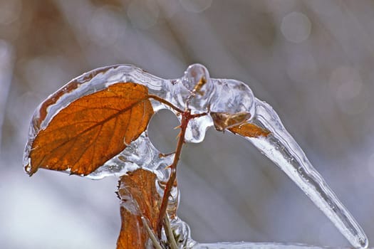 Leaf in the ice,winter