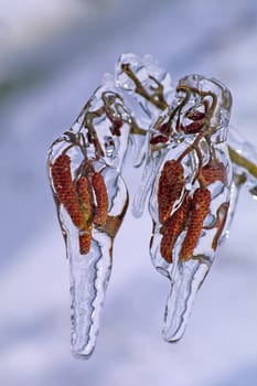 Tree catkins with a layer of ice