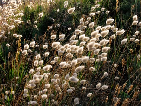Velvet grasses in the light