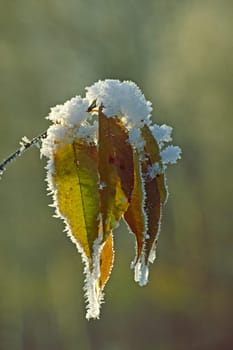 Deciduous leaves in the light,winter,snow