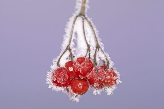 Red berries in the snow