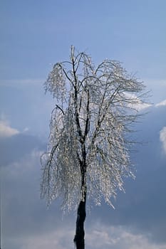 Tree with ice layer in winter