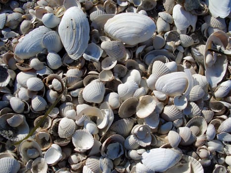 Mussels