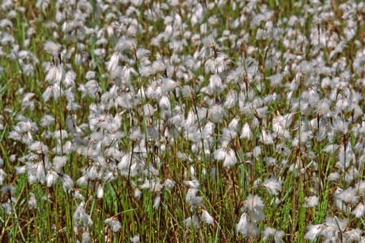 Eriophorum latifolium,broad-leaved cotton grass
