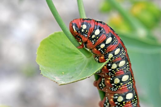 Hyles euphorbiae,milkweed hawkmoth