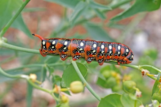 Hyles euphorbiae,milkweed hawkmoth