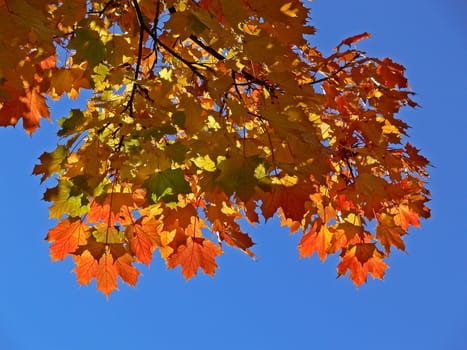 Maple leaves in the autumn light