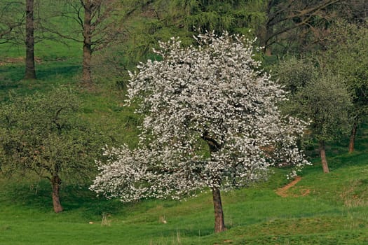 Prunus,cherry tree in Hagen
