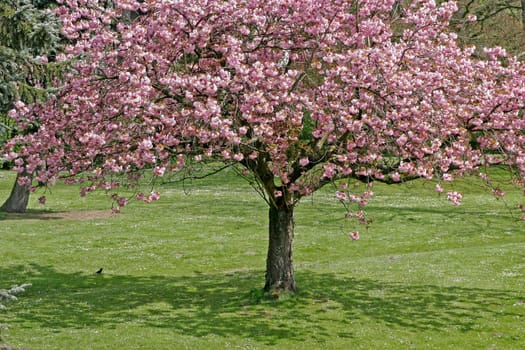 Prunus,Japanese cherry tree