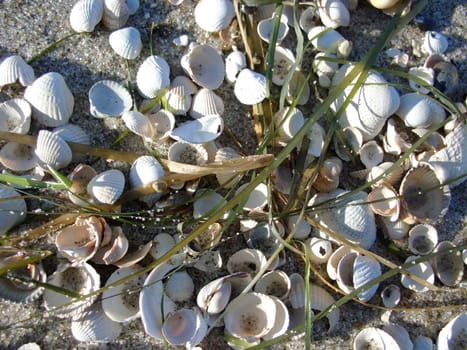 Mussels